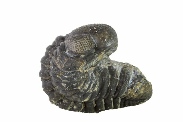 Wide, Partially Enrolled Austerops Trilobite - Morocco #156992